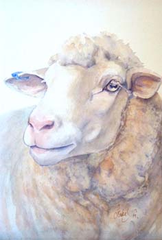 Crossbred Ewe