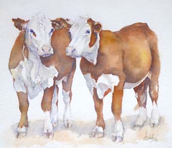 Herefords