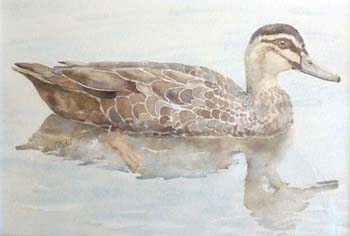 Pacific-Black-Duck