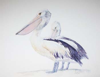 The-Pelicans