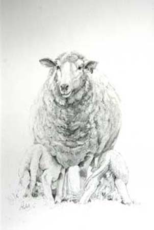 Twin-Lambs-XBred