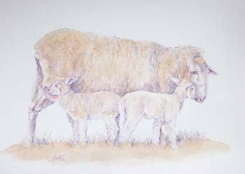 Twin-Lambs